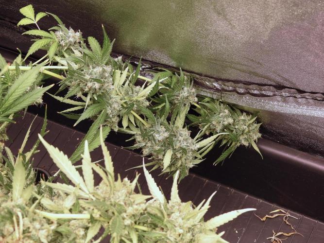 BlueBerry by Zamnesia Seeds. Week 13 - BB#2