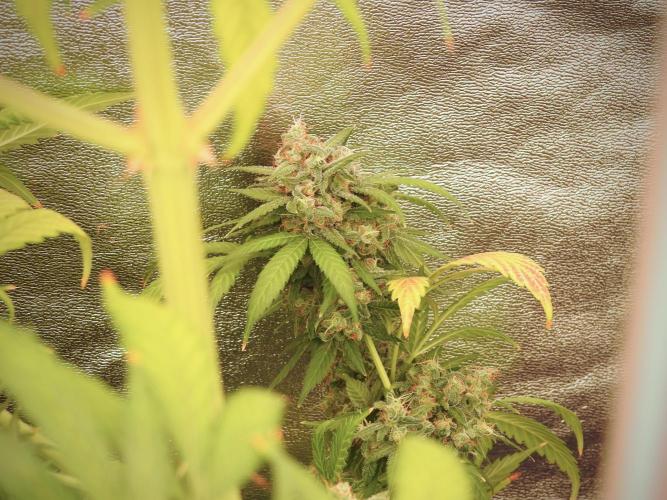 BlueBerry by Zamnesia Seeds. Week 13 - BB#2