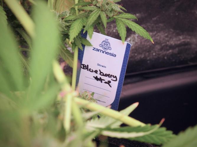 BlueBerry by Zamnesia Seeds. Week 13 - BB#2
