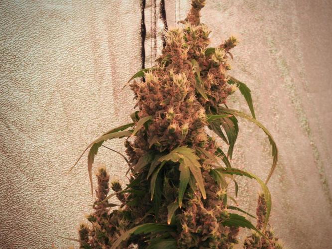 BlueBerry by Zamnesia Seeds. Week 13 - BB#1