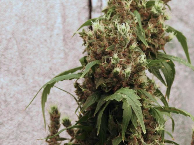 BlueBerry by Zamnesia Seeds. Week 13 - BB#1