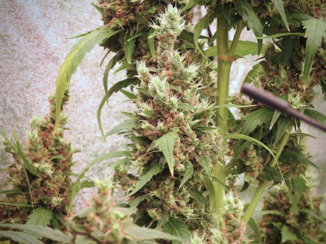 BlueBerry by Zamnesia Seeds. Week 13 - BB#1