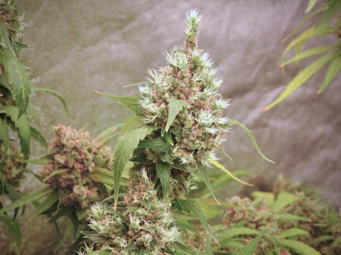 BlueBerry by Zamnesia Seeds. Week 13 - BB#1