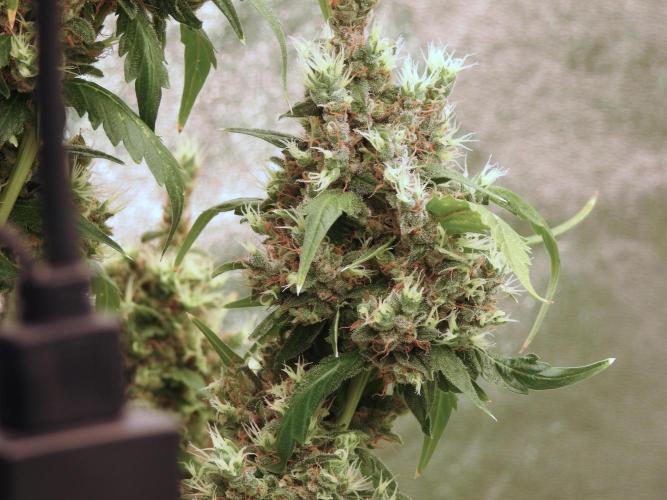 BlueBerry by Zamnesia Seeds. Week 13 - BB#1