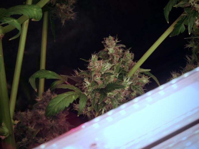 BlueBerry by Zamnesia Seeds. Week 13 - BB#1