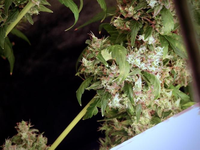 BlueBerry by Zamnesia Seeds. Week 13 - BB#1