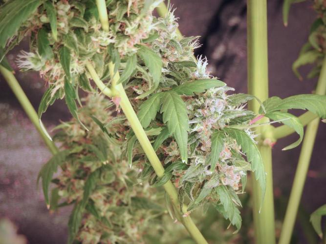 BlueBerry by Zamnesia Seeds. Week 13 - BB#1