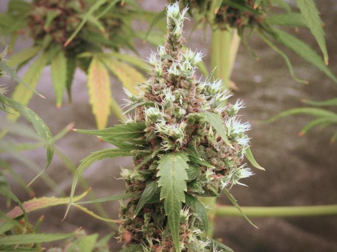 BlueBerry by Zamnesia Seeds. Week 13 - BB#1