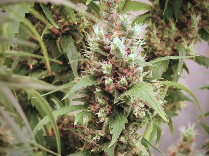 BlueBerry by Zamnesia Seeds. Week 13 - BB#1