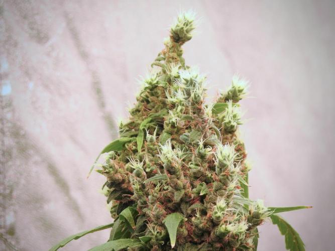 BlueBerry by Zamnesia Seeds. Week 13 - BB#1