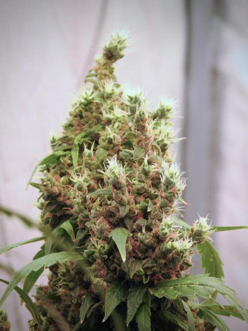 BlueBerry by Zamnesia Seeds. Week 13 - BB#1