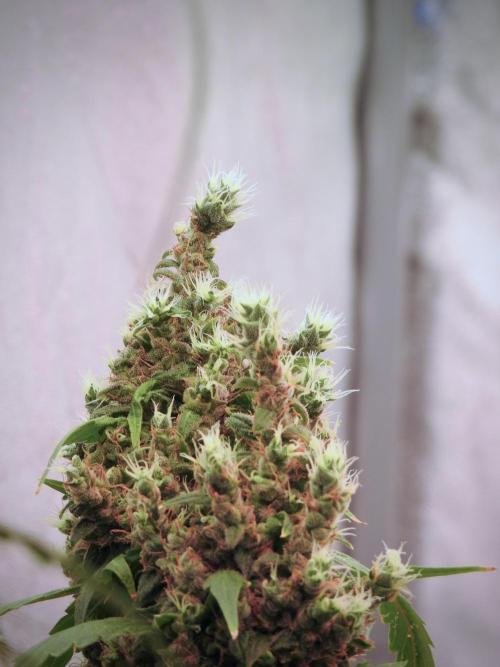 BlueBerry by Zamnesia Seeds. Week 13 - BB#1