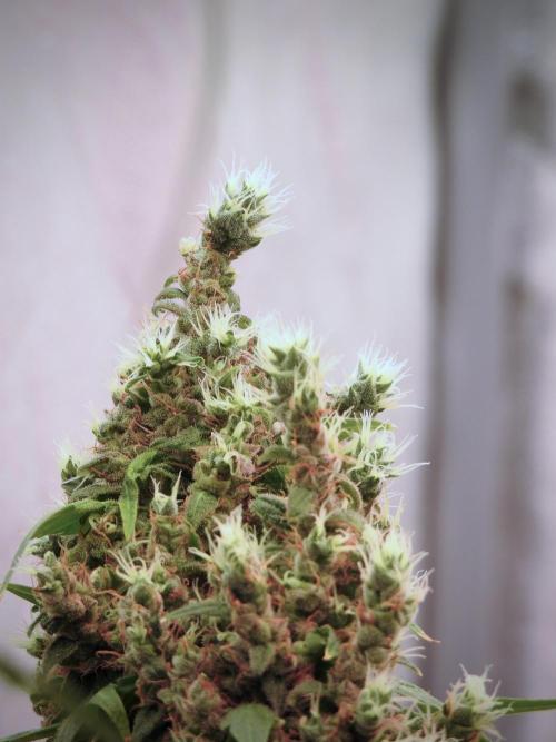 BlueBerry by Zamnesia Seeds. Week 13 - BB#1