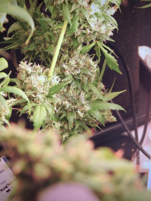 BlueBerry by Zamnesia Seeds. Week 13 - BB#1