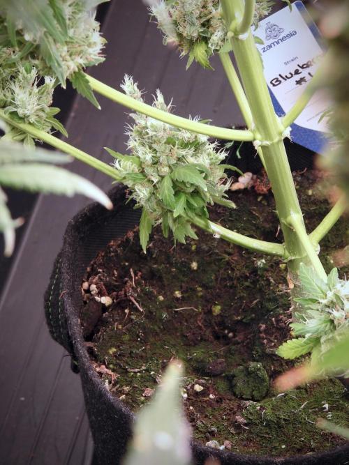 BlueBerry by Zamnesia Seeds. Week 13 - BB#1