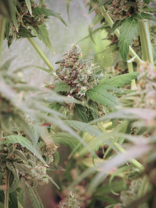 BlueBerry by Zamnesia Seeds. Week 13 - BB#1