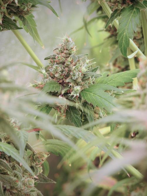 BlueBerry by Zamnesia Seeds. Week 13 - BB#1