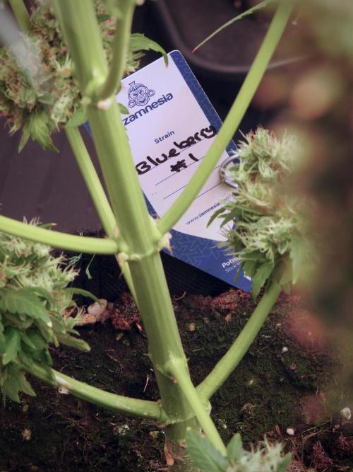 BlueBerry by Zamnesia Seeds. Week 13 - BB#1