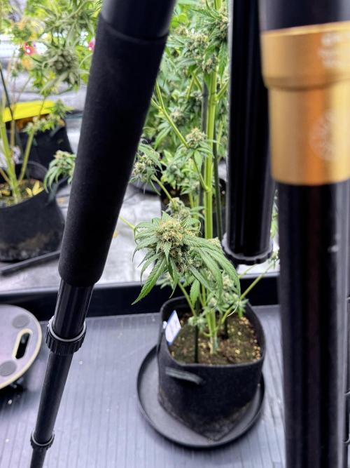 A Sudae Driver Mood. Week 13 - Photo updates 