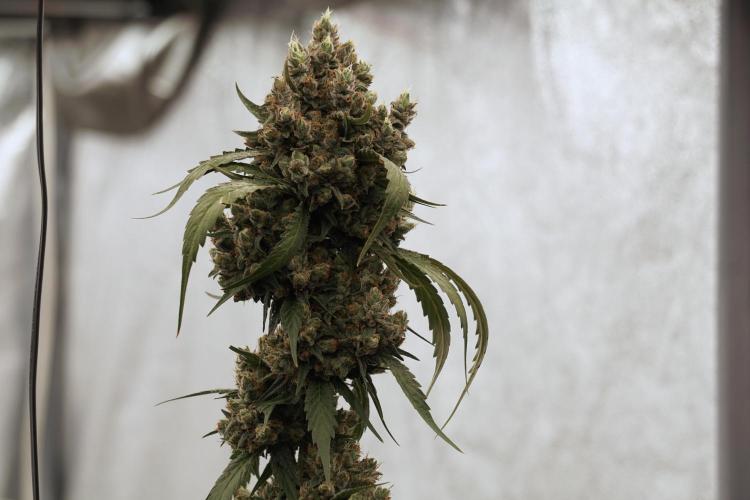 A Sudae Driver Mood. Week 13 - Sundae Driver #3