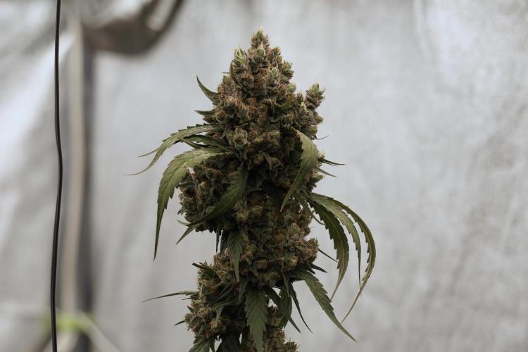 A Sudae Driver Mood. Week 13 - Sundae Driver #3