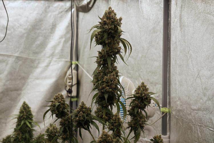 A Sudae Driver Mood. Week 13 - Sundae Driver #3