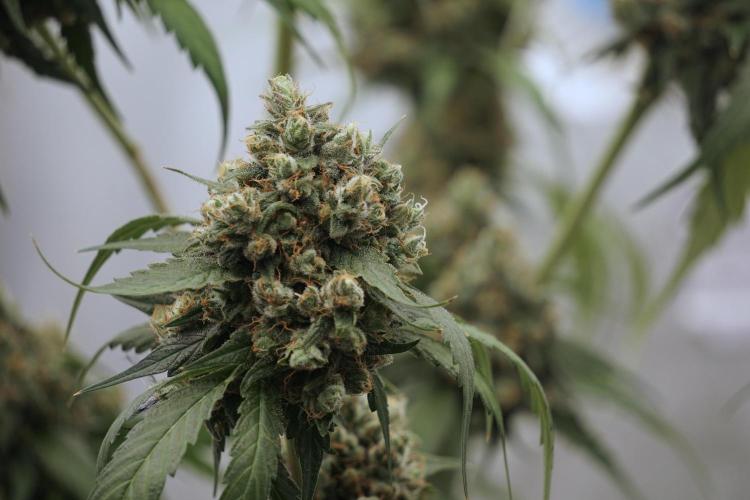 A Sudae Driver Mood. Week 13 - Sundae Driver #3