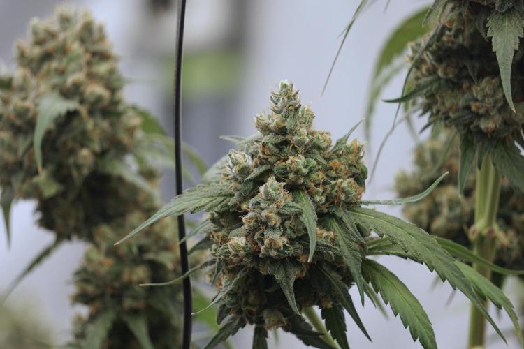 A Sudae Driver Mood. Week 13 - Sundae Driver #3