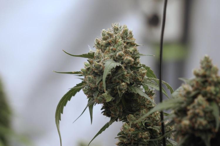 A Sudae Driver Mood. Week 13 - Sundae Driver #3