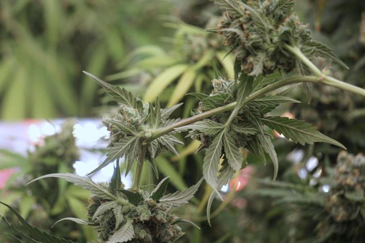 A Sudae Driver Mood. Week 13 - Sundae Driver #3