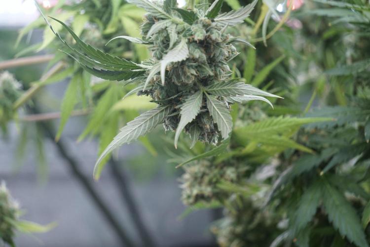 A Sudae Driver Mood. Week 13 - Sundae Driver #3