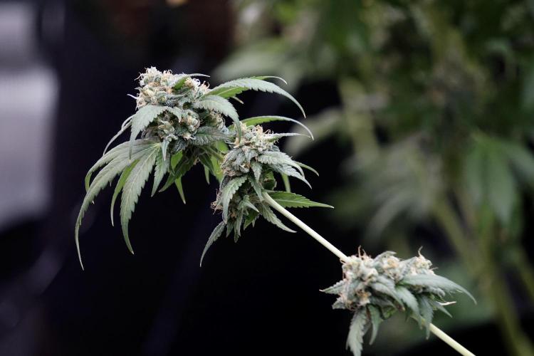 A Sudae Driver Mood. Week 13 - Sundae Driver #3