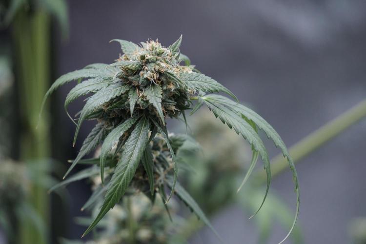 A Sudae Driver Mood. Week 13 - Sundae Driver #3