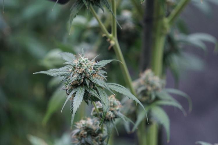 A Sudae Driver Mood. Week 13 - Sundae Driver #3