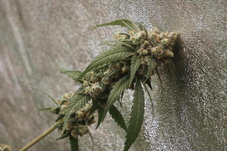 A Sudae Driver Mood. Week 13 - Sundae Driver #3