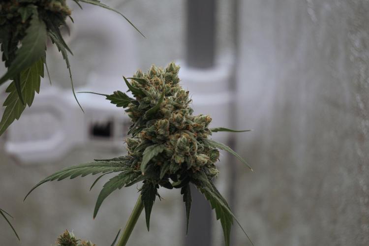 A Sudae Driver Mood. Week 13 - Sundae Driver #3