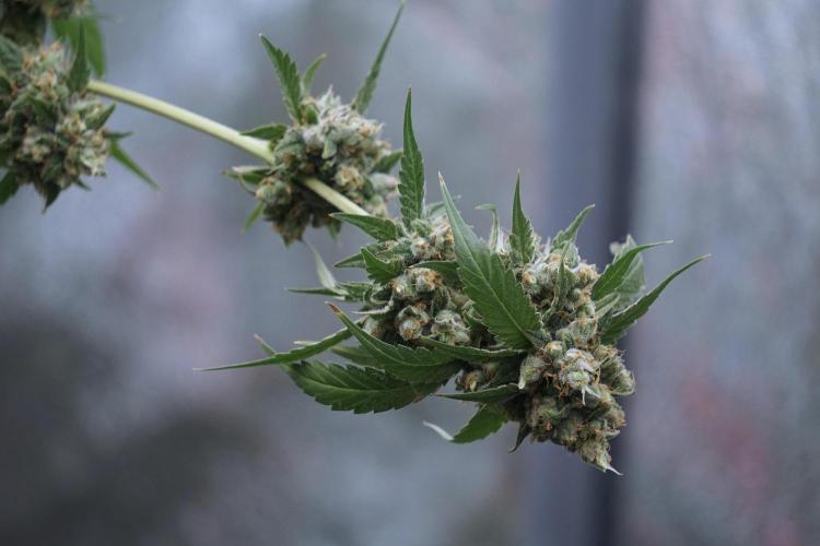 A Sudae Driver Mood. Week 13 - Sundae Driver #3