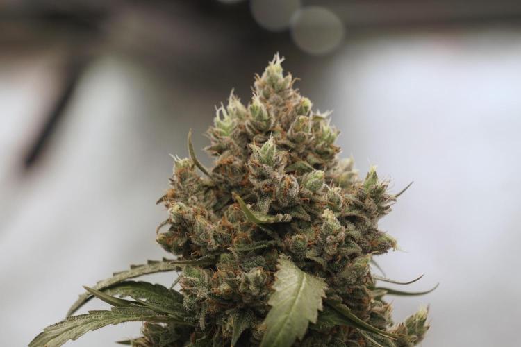 A Sudae Driver Mood. Week 13 - Sundae Driver #3