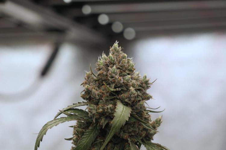 A Sudae Driver Mood. Week 13 - Sundae Driver #3