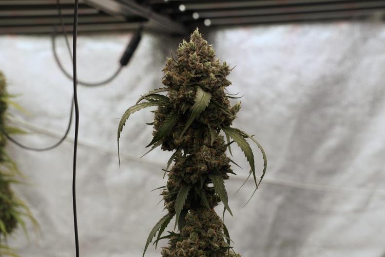 A Sudae Driver Mood. Week 13 - Sundae Driver #3