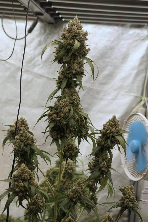 A Sudae Driver Mood. Week 13 - Sundae Driver #3