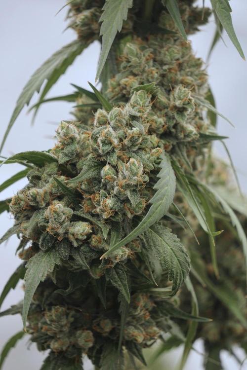 A Sudae Driver Mood. Week 13 - Sundae Driver #3