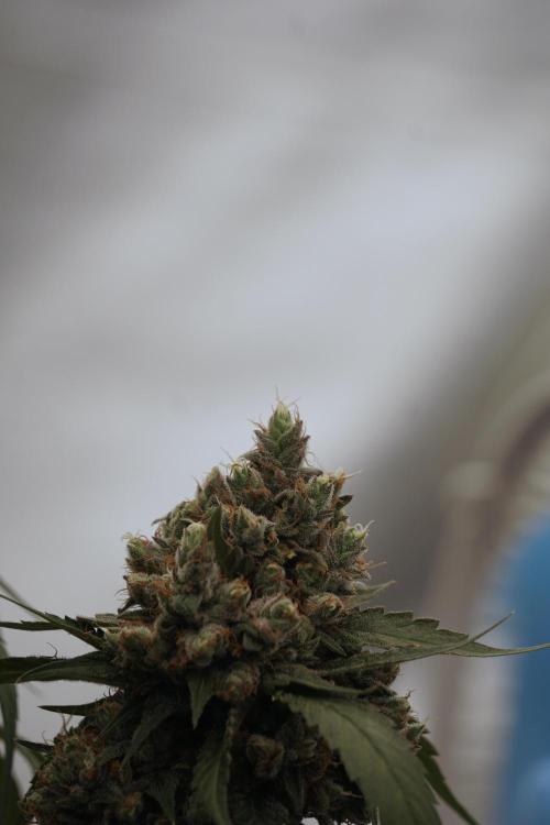 A Sudae Driver Mood. Week 13 - Sundae Driver #3