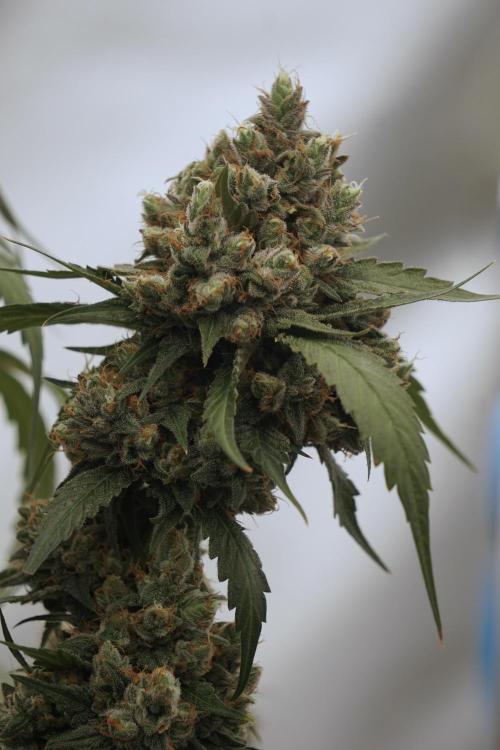 A Sudae Driver Mood. Week 13 - Sundae Driver #3