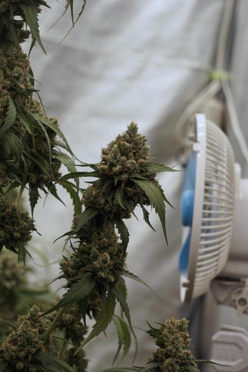 A Sudae Driver Mood. Week 13 - Sundae Driver #3