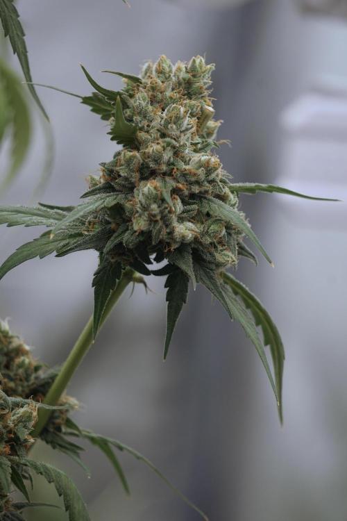 A Sudae Driver Mood. Week 13 - Sundae Driver #3