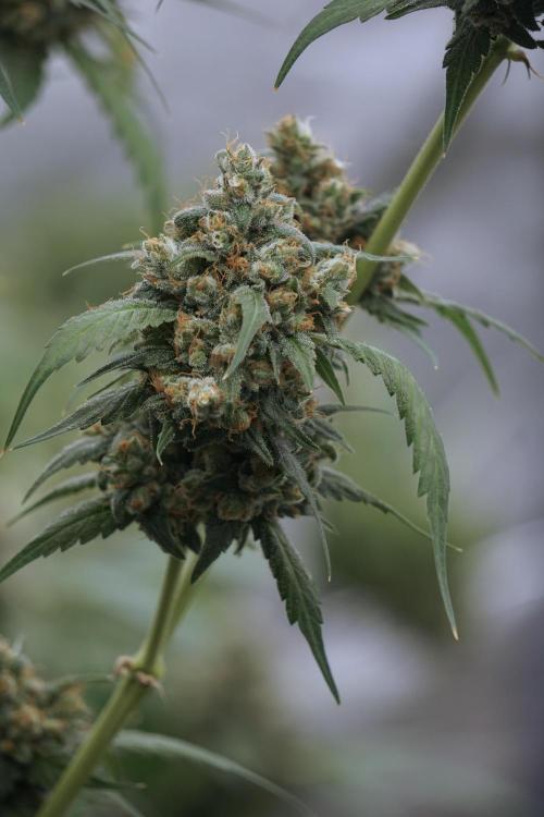 A Sudae Driver Mood. Week 13 - Sundae Driver #3