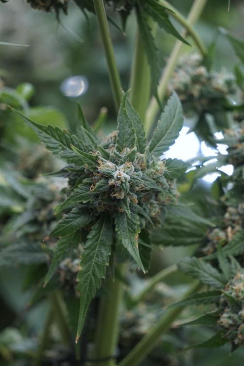 A Sudae Driver Mood. Week 13 - Sundae Driver #3