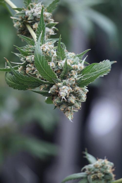 A Sudae Driver Mood. Week 13 - Sundae Driver #3