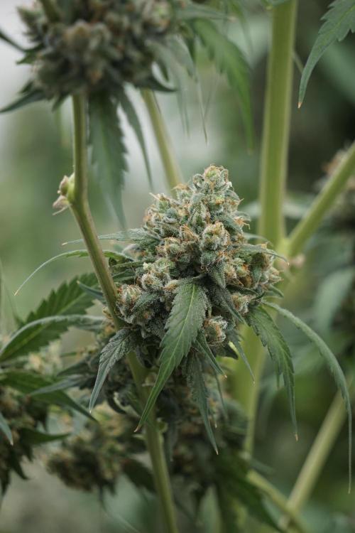 A Sudae Driver Mood. Week 13 - Sundae Driver #3